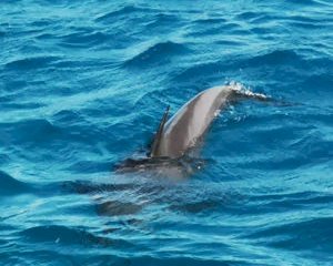 VIP Delphin Ausflug